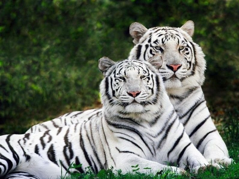 Zoo de Lisboa tigres